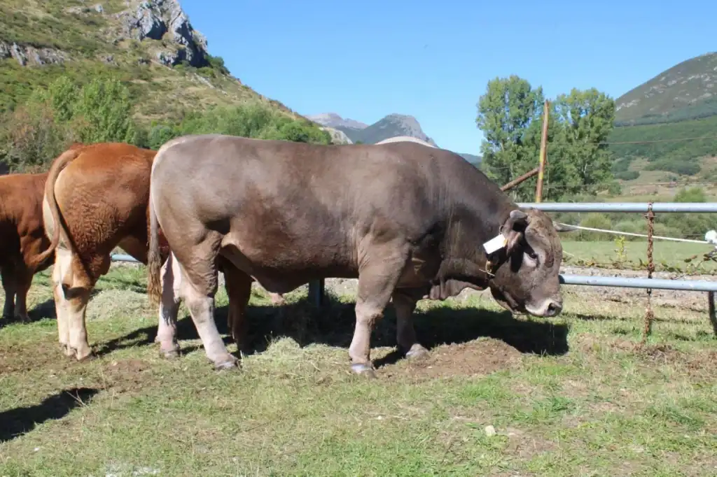 Concurso‑Exposición de Ganado de Montaña  en Puebla de Lillo - ferias en león septiembre 2025