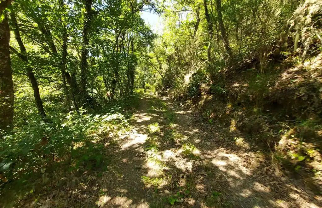 Espacios frondosos donde desconecar por completo en la Ruta del Bosque Encantado en Vega de Espinareda