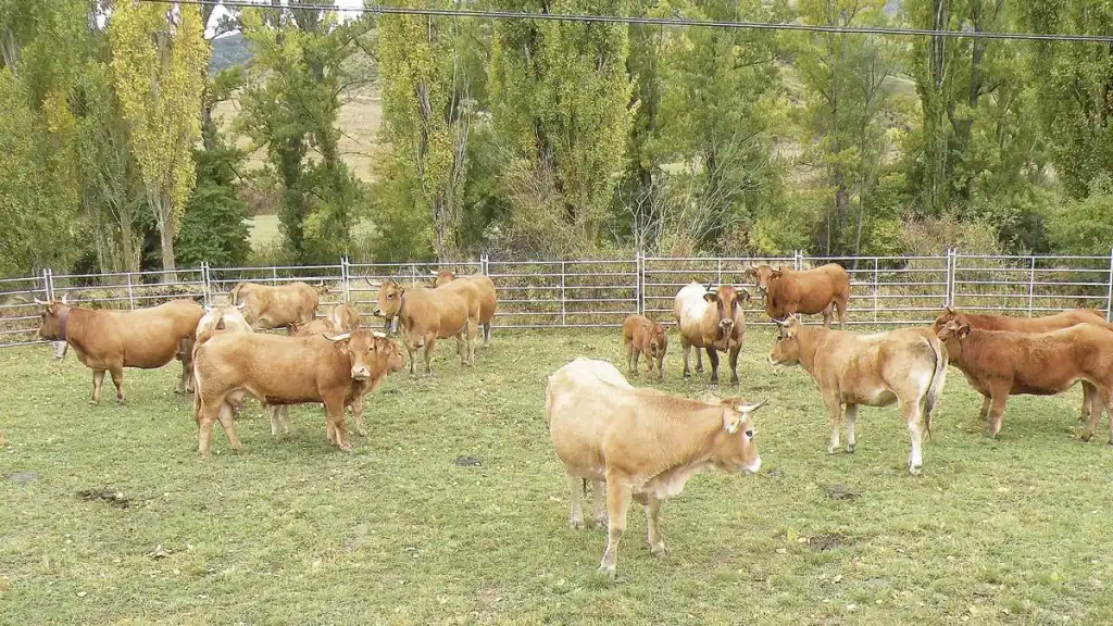 Feria tradicional de Cármenes - ferias en león octubre 2025