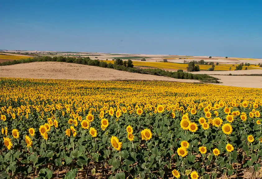Terradillos de los Templarios - etapa Calzadilla de la Cueza Sahagún